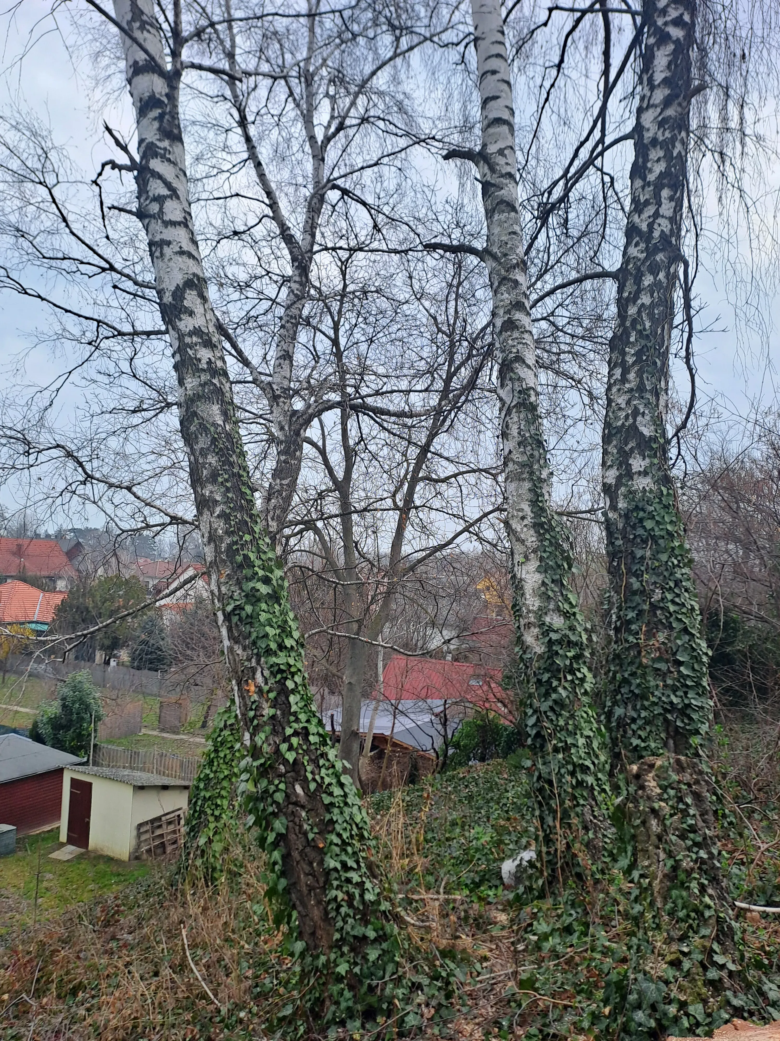 Galéria kép 2